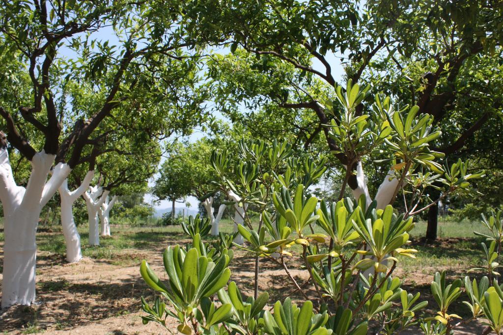 Azienda Agrituristica Biologica Il Querceto Santa Severina Ngoại thất bức ảnh